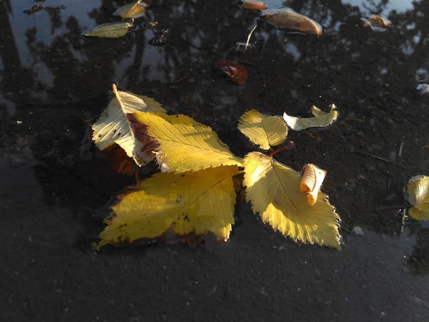 Hojas de olmo amarillo en un charco, hojas de otoño