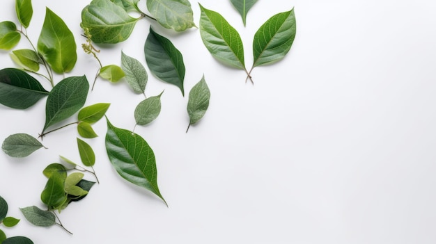 Hojas orgánicas verdes frescas aisladas sobre fondo blanco AI generado