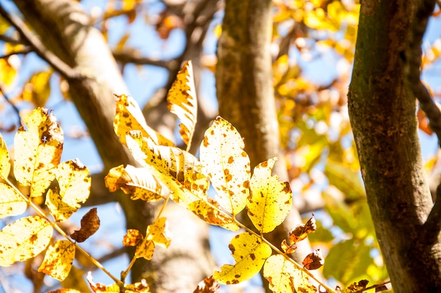 Hojas de oro en el árbol en el otoño