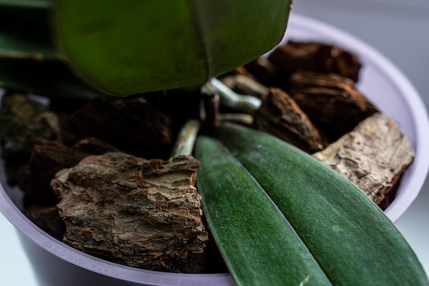 hojas de orquídeas tierra para orquideas