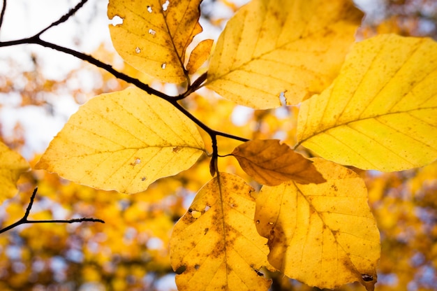 Hojas otoñales coloridas del árbol de haya.