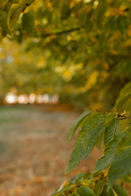 Hojas otoñales en fondo borroso Parque otoñal Árboles y hojas de otoño