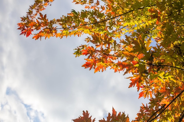 Hojas de otoño de un abedul