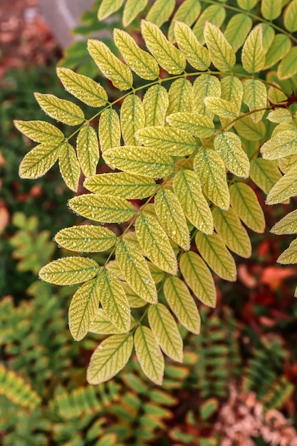 Hojas de otoño de acacia con gotas de agua en la naturaleza