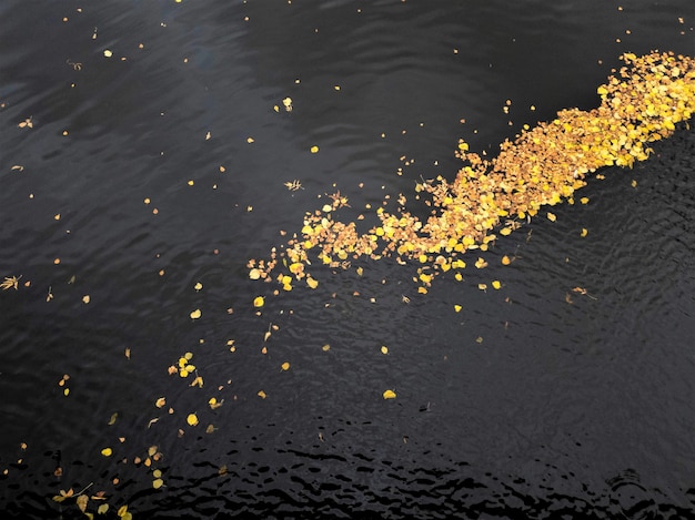 Foto hojas de otoño en el agua. hojas de otoño