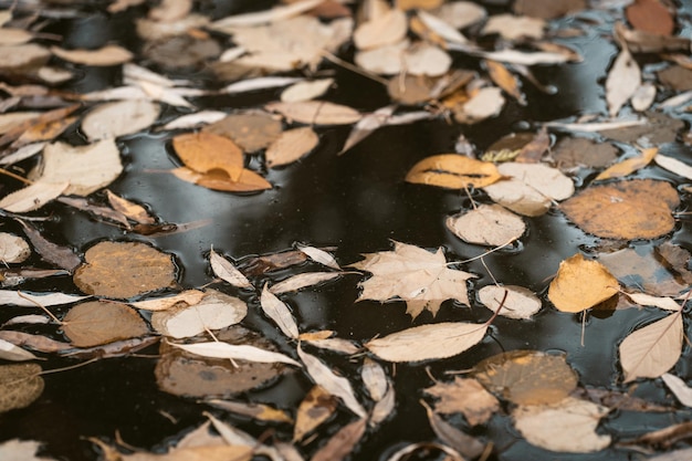 Hojas de otoño en el agua de lluvia oscura nublado día de otoño lleno de depresión, melancolía, tristeza, blues y s ...