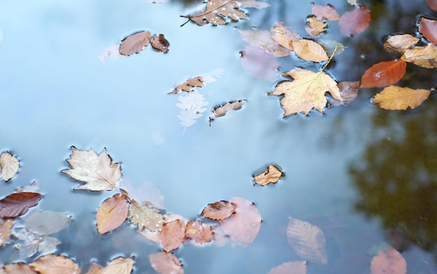 Hojas de otoño en agua