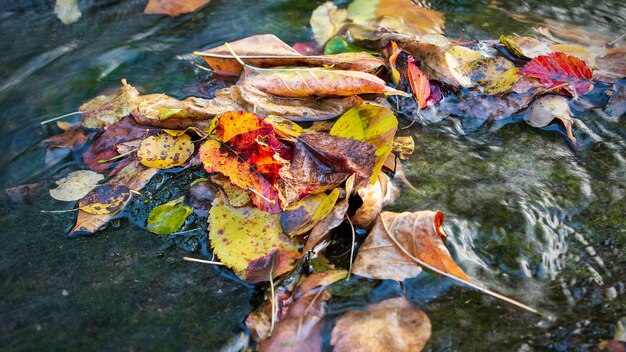 Hojas de otoño en el agua