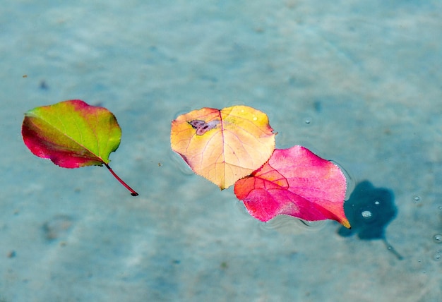 Hojas de otoño en el agua