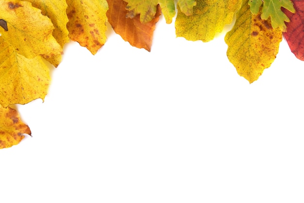 Hojas de otoño aisladas sobre fondo blanco