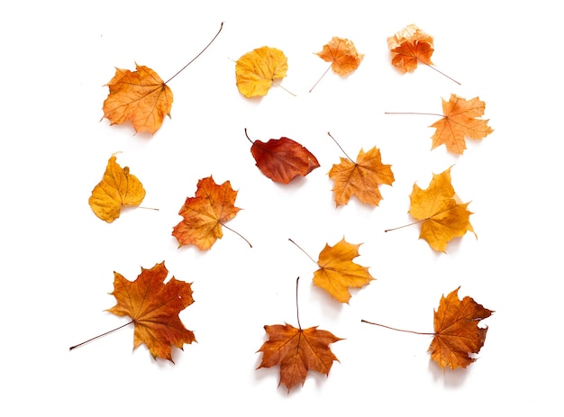 Hojas de otoño aisladas sobre fondo blanco