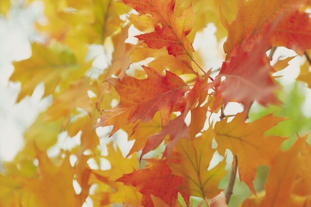 Hojas de otoño amarillas al aire libre, primer plano y enfoque selectivo