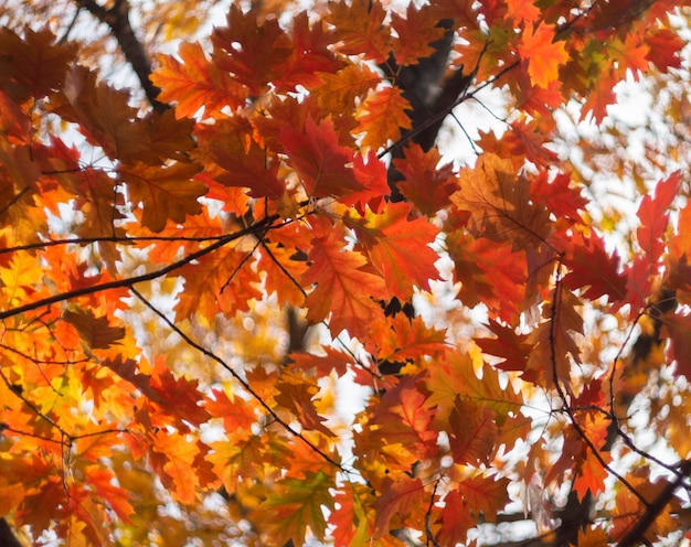 Hojas de otoño amarillas, anaranjadas y rojas iluminadas por la luz del sol contra un cielo azul