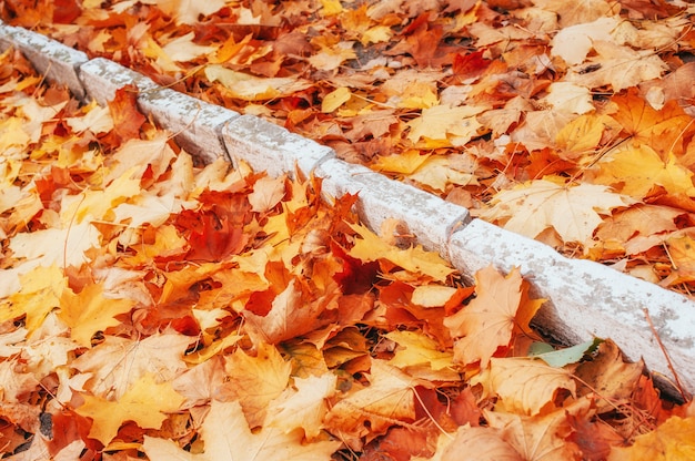 Hojas de otoño amarillas, anaranjadas y rojas en el parque de otoño