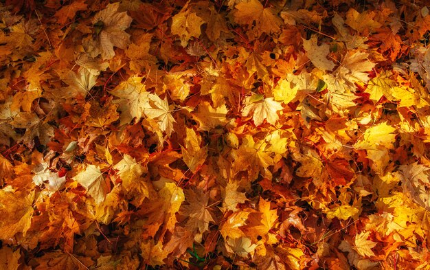 Hojas de otoño amarillas, anaranjadas y rojas en el parque de otoño