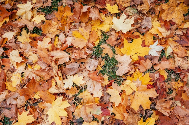 Foto hojas de otoño amarillas, anaranjadas y rojas