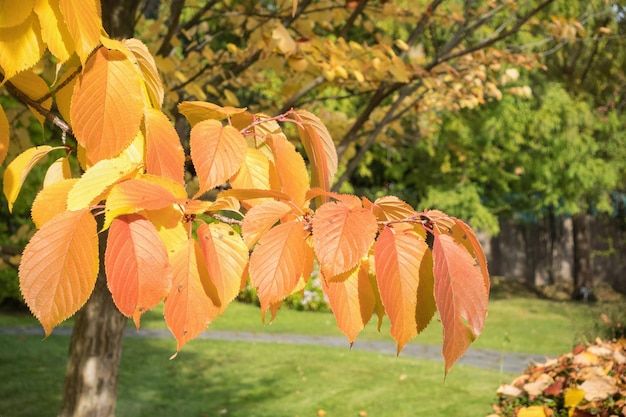 Hojas de otoño amarillas en un árbol en un parque closeup