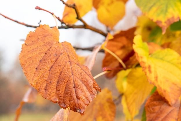 Hojas de otoño amarillas en el árbol.