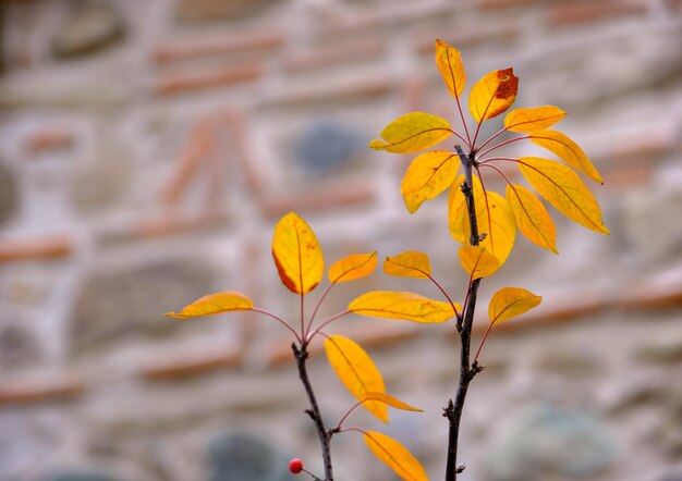 Hojas de otoño amarillas en un árbol