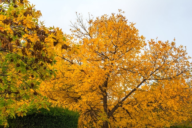 Hojas de otoño amarillas en los árboles