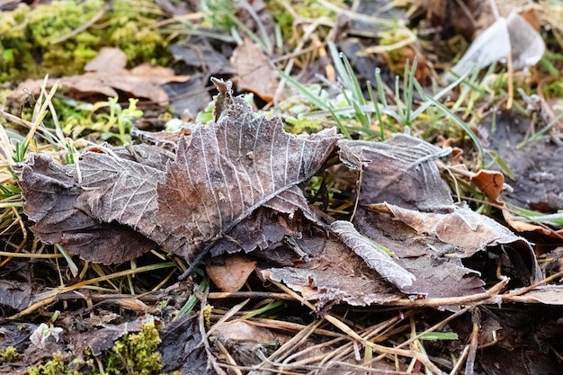 Hojas de otoño amarillas brillantes con llovizna y musgo