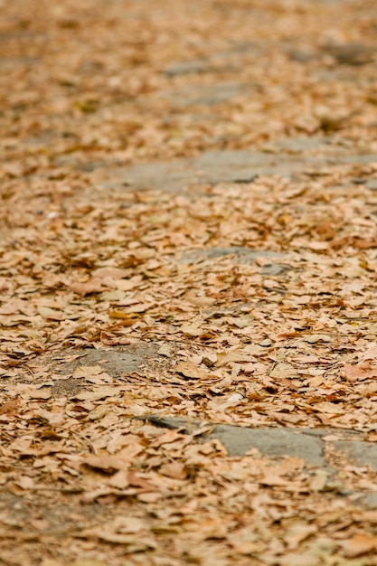 Hojas de otoño amarillas en el camino