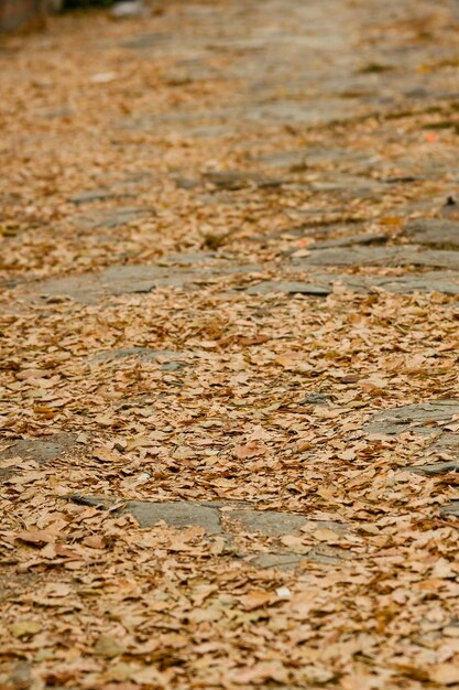 Hojas de otoño amarillas en el camino