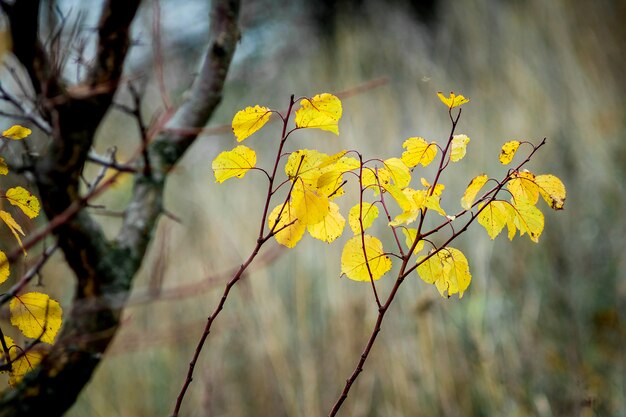 Hojas de otoño amarillas cerca de una rama oscura de un árbol. Otoño dorado en el bosque