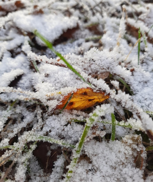 Hojas de otoño amarillas congeladas y hierba con nieve