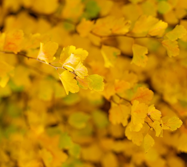 Hojas de otoño amarillas enfoque selectivo de hojas de otoño amarillas temporada de otoño con hojas amarillas