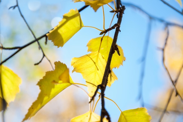 Hojas de otoño amarillas. Fondo de naturaleza hermosa. Pequeña profundidad de campo