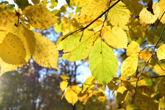 hojas de otoño amarillas con luz solar en el fondo, primer plano