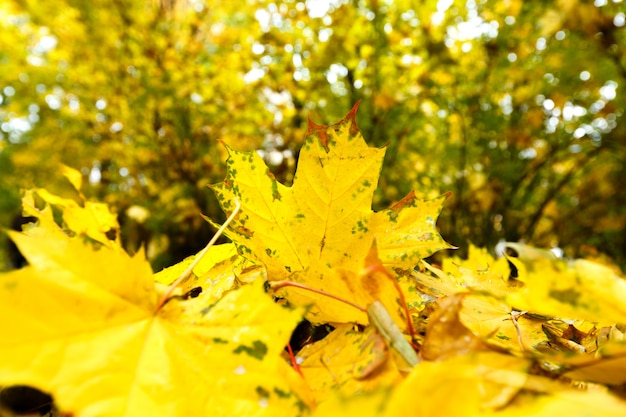 Hojas de otoño amarillas en parque hermoso de la caída.