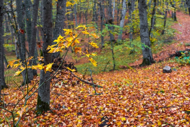 Hojas de otoño amarillas en una rama