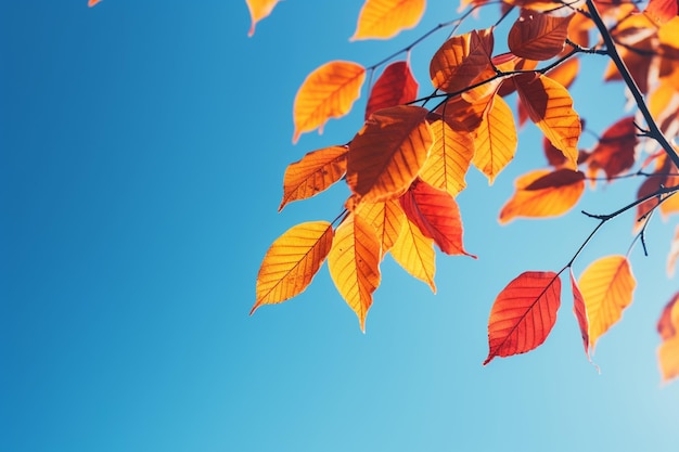 Hojas de otoño amarillas y rojas brillantes contra un cielo azul en el fondo natural de la luz del sol de otoño