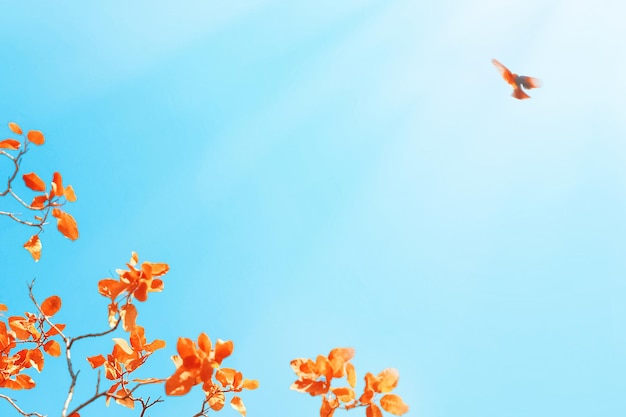 Hojas de otoño amarillas y rojas brillantes y pajarito rojo volador contra un cielo azul a la luz del sol Fondo natural de otoño Espacio libre para texto