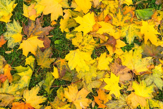 Hojas de otoño amarillas sobre la hierba verde