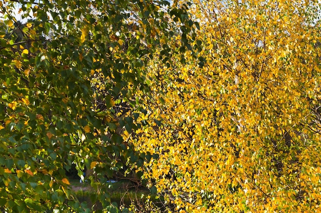 Hojas de otoño amarillas y verdes en los árboles