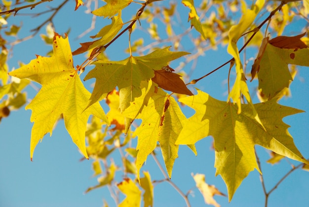 Hojas de otoño amarillas.