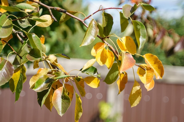 Hojas de otoño amarillentas en un peral