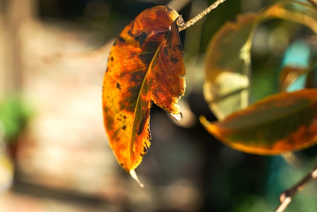 Hojas de otoño amarillentas en un peral