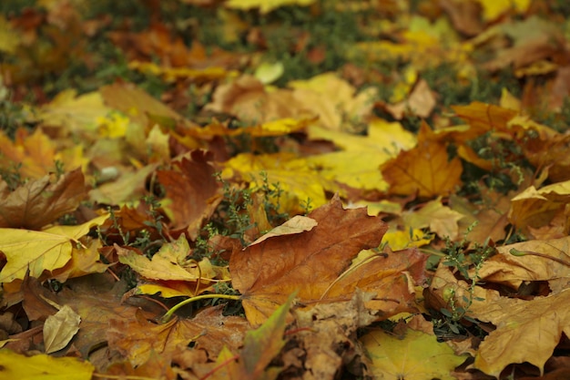 Hojas de otoño amarillentas tiradas en la hierba, enfoque selectivo