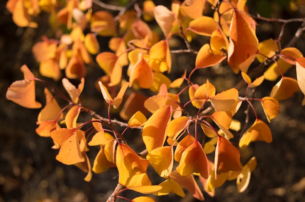 Hojas de otoño amarillo-naranja en una rama