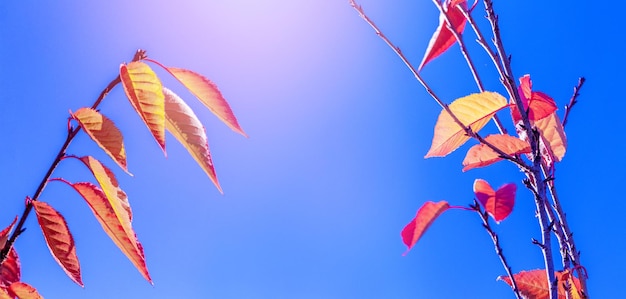 Hojas de otoño anaranjadas y rojas en el fondo del cielo azul en tiempo soleado