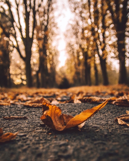 Foto hojas de otoño en el árbol caído