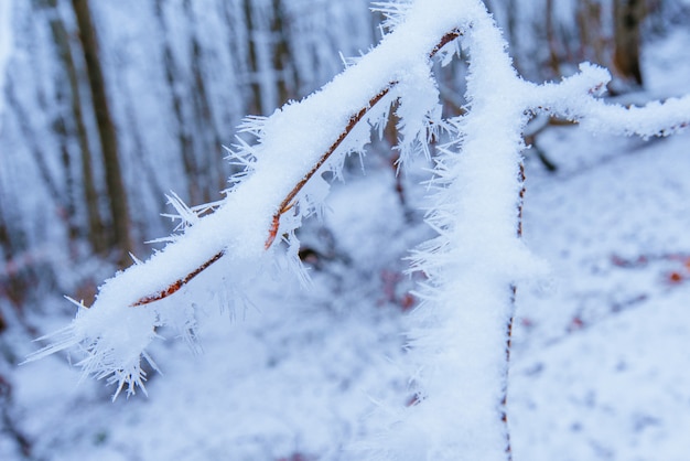 Hojas de otoño en un árbol en la nieve.