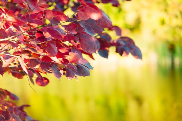 Hojas de otoño en el árbol. Temporada de follaje colorido.