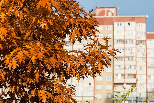 Hojas de otoño en el árbol. Temporada de follaje colorido.