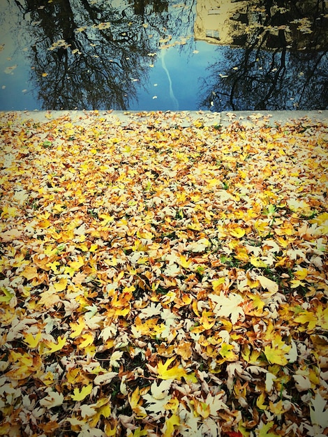 Hojas de otoño en el árbol