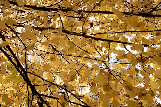 Hojas de otoño en el árbol